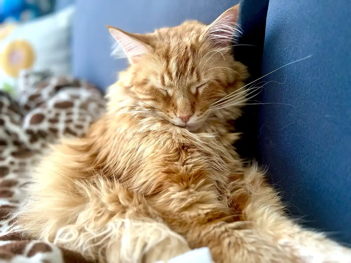 A fluffy, ginger-colored long-haired cat is curled up and sleeping soundly on a blue couch, nestled against a patterned…