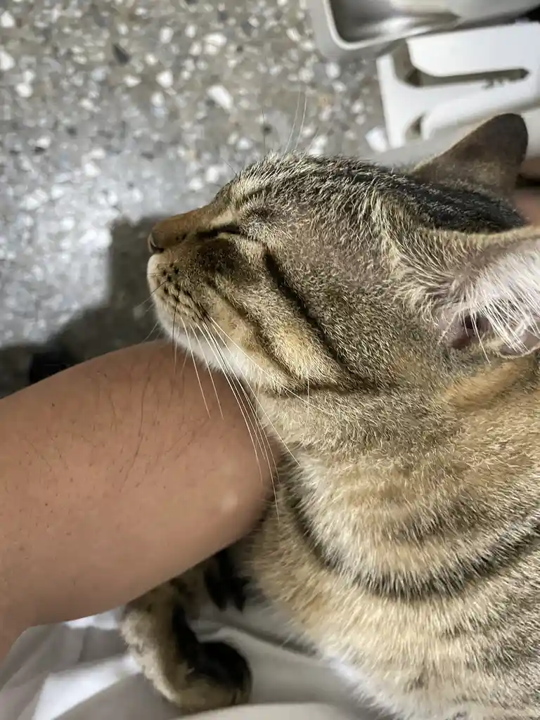 Another Adorable Cat Moment