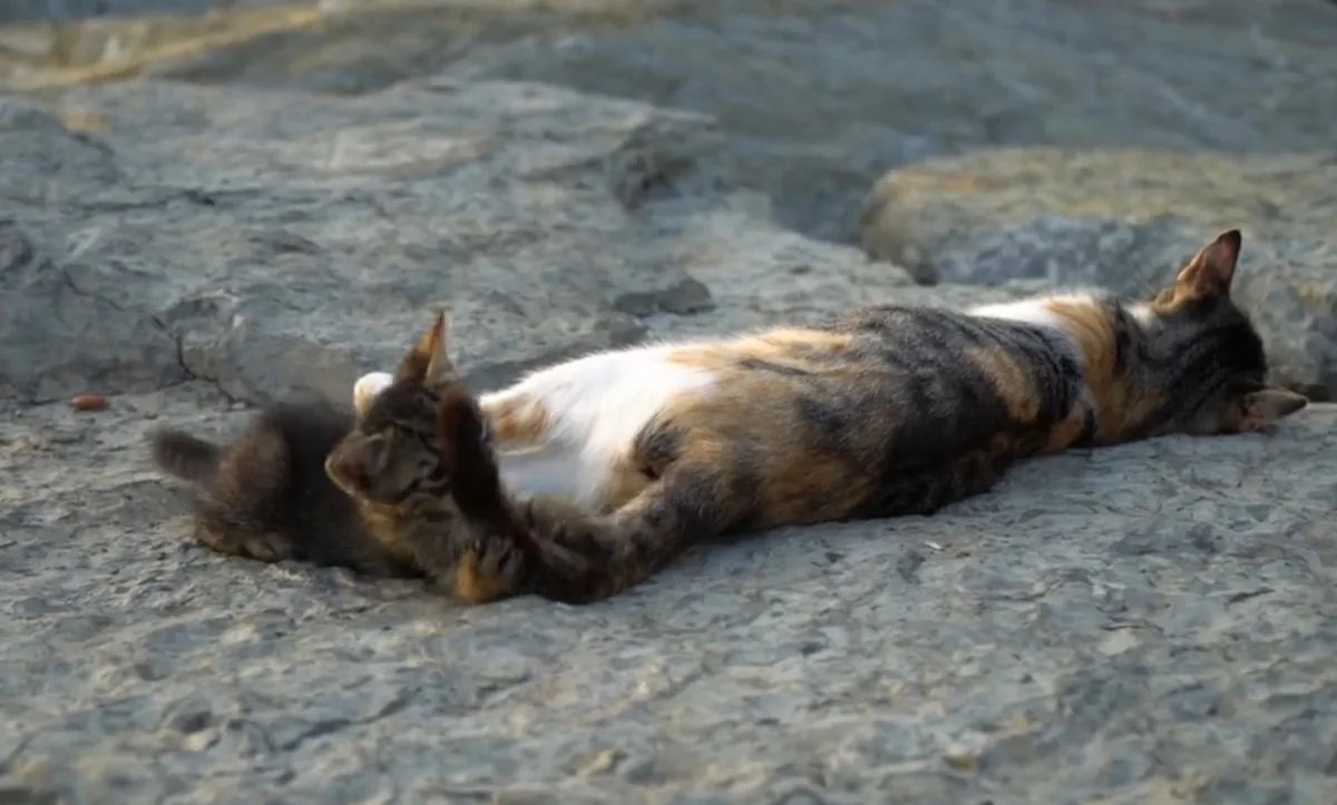 Mom's Irresistibly Tempting Tail...