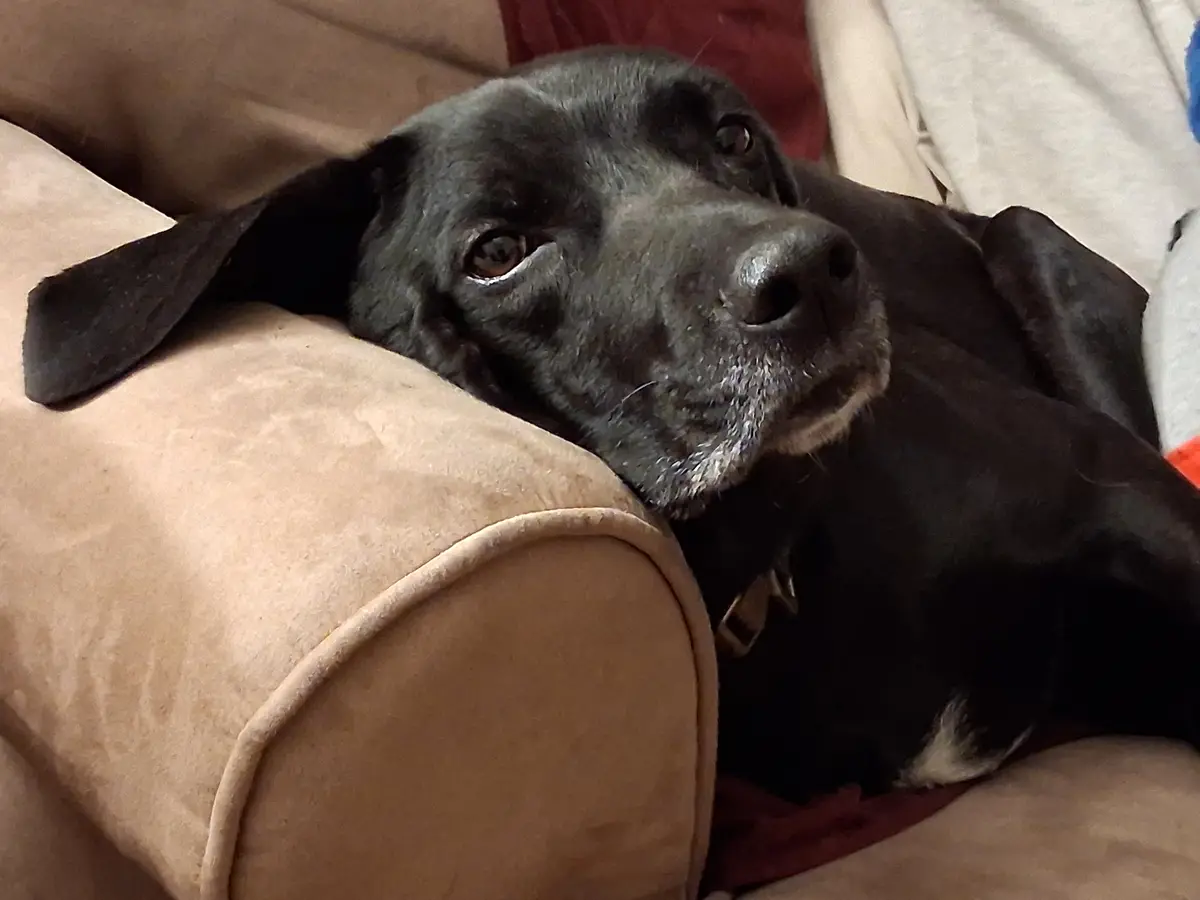 A black dog with a slightly grumpy or tired expression rests its head on the arm of a beige couch, looking directly at the…