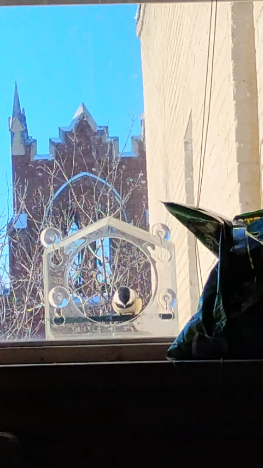 A small black-capped chickadee is perched on a clear, decorative window-mounted bird feeder with suction cups, looking…