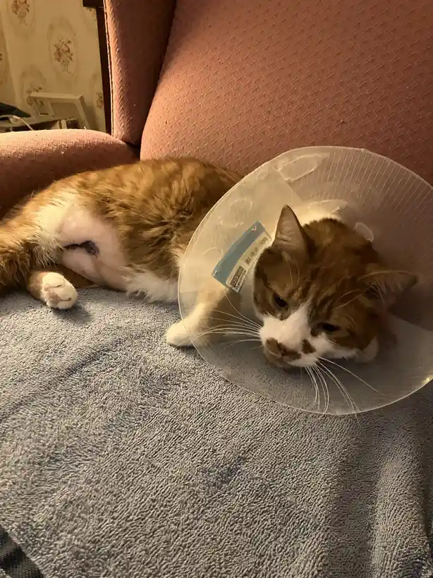 A ginger and white cat wearing a clear plastic cone of shame is lying on a gray towel on a pink couch, looking sad and…
