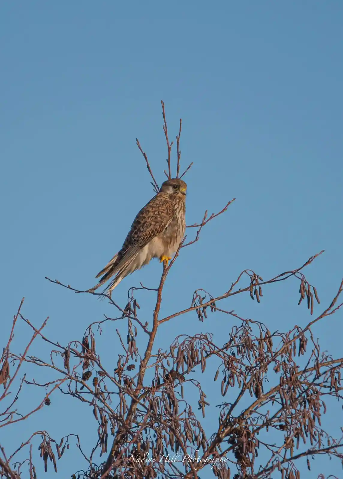 A small brown and white bird of prey, likely a kestrel, perches atop bare tree branches against a clear blue sky. The…