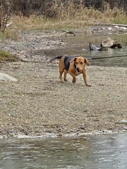 A tan and black dog with floppy ears is walking toward the camera on a gravelly riverbank, with shallow water and dry brush…