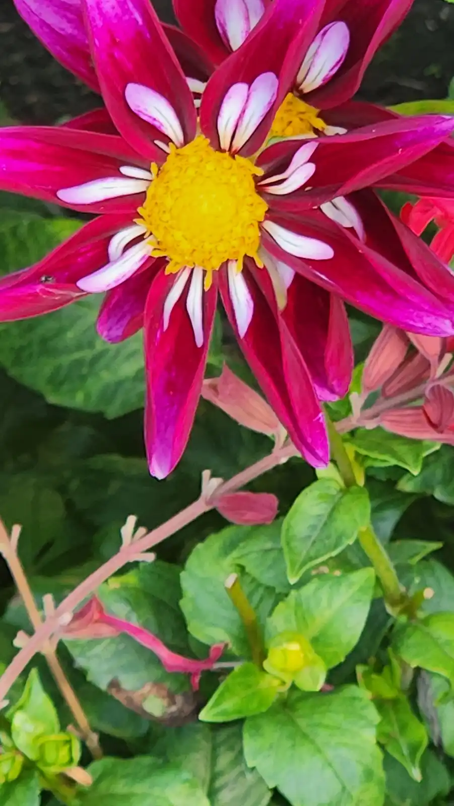 A close-up photo of a vibrant dahlia flower with magenta petals edged in white and a bright yellow center, surrounded by…