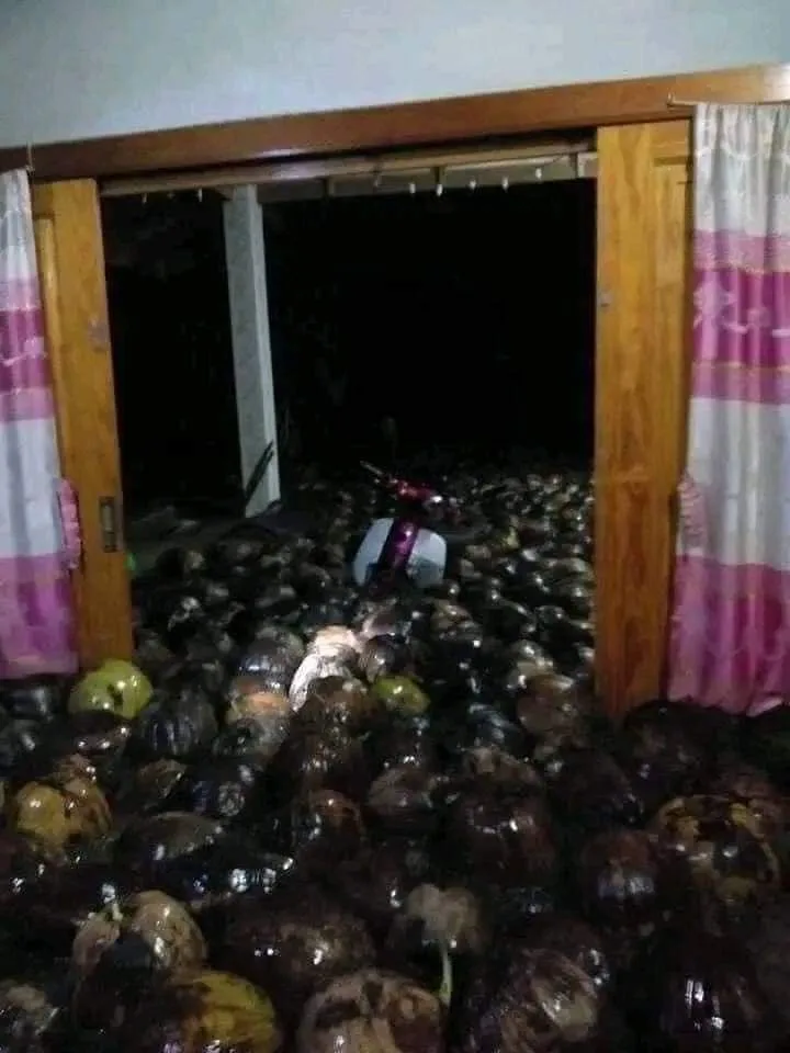 A doorway reveals a room flooded with hundreds of coconuts, completely burying a scooter in the middle. Pink and white…