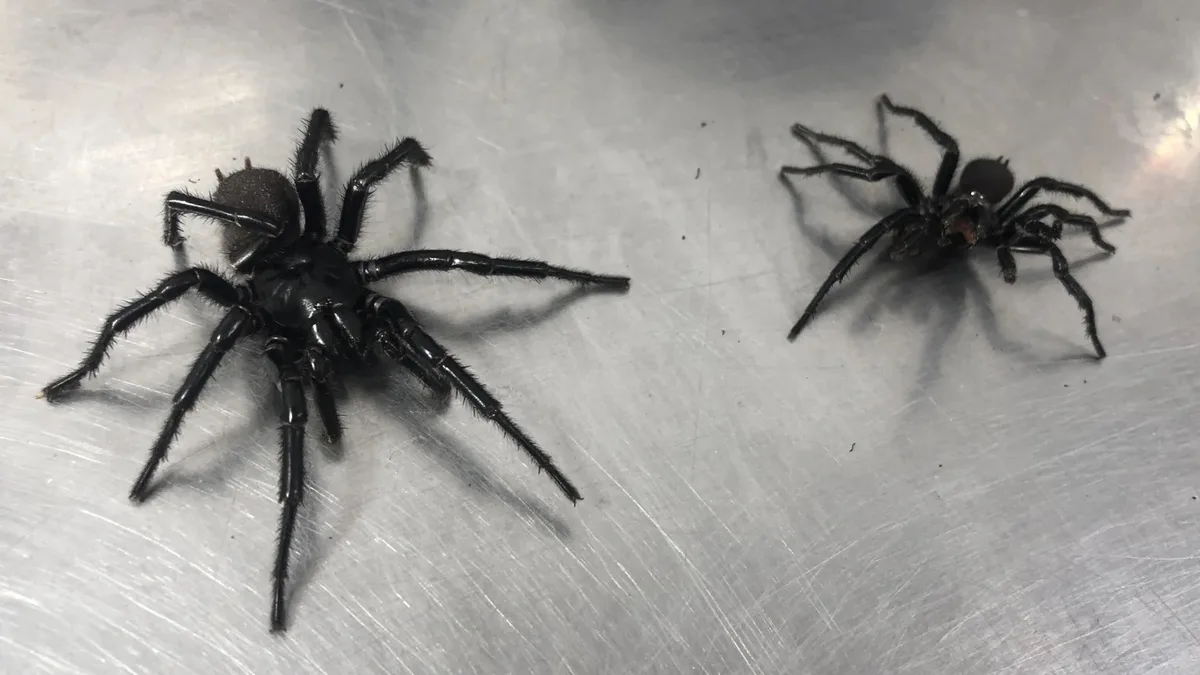 Two large, black, hairy spiders sit on a scratched metal surface. The larger spider on the left faces the smaller one on the…