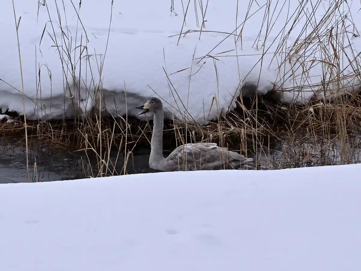 A gray swan is partially submerged in a narrow, snow-lined water channel, surrounded by tall, dry reeds. Snow blankets the…