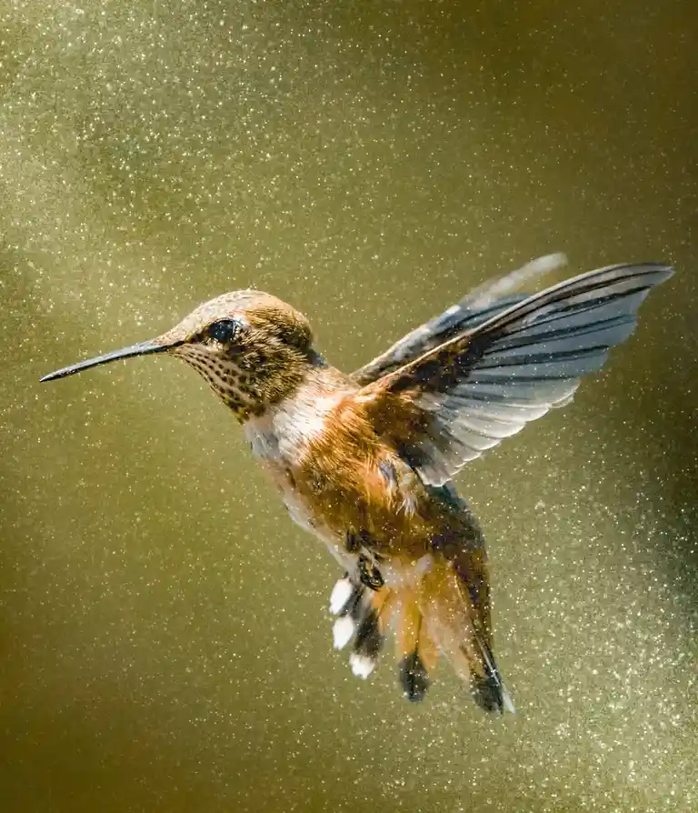 A hummingbird is captured mid-flight against a golden, speckled background, its wings blurred from rapid motion. The bird…