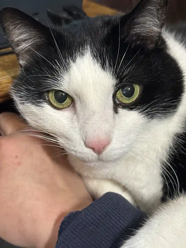 A close-up photo shows a black-and-white cat with green eyes looking directly at the camera with a serious, unimpressed…