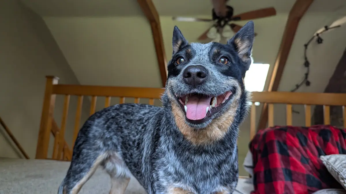 A close-up photo of a happy-looking blue heeler dog with a wide, toothy grin, standing indoors on carpeted stairs. The…