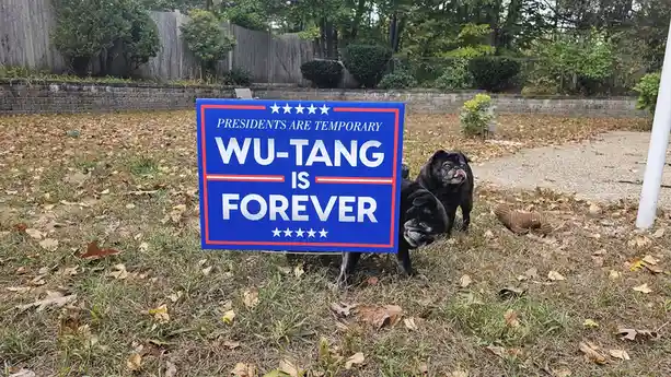 Two black pugs stand beside a blue political-style yard sign that reads 'PRESIDENTS ARE TEMPORARY WU-TANG IS FOREVER', set…