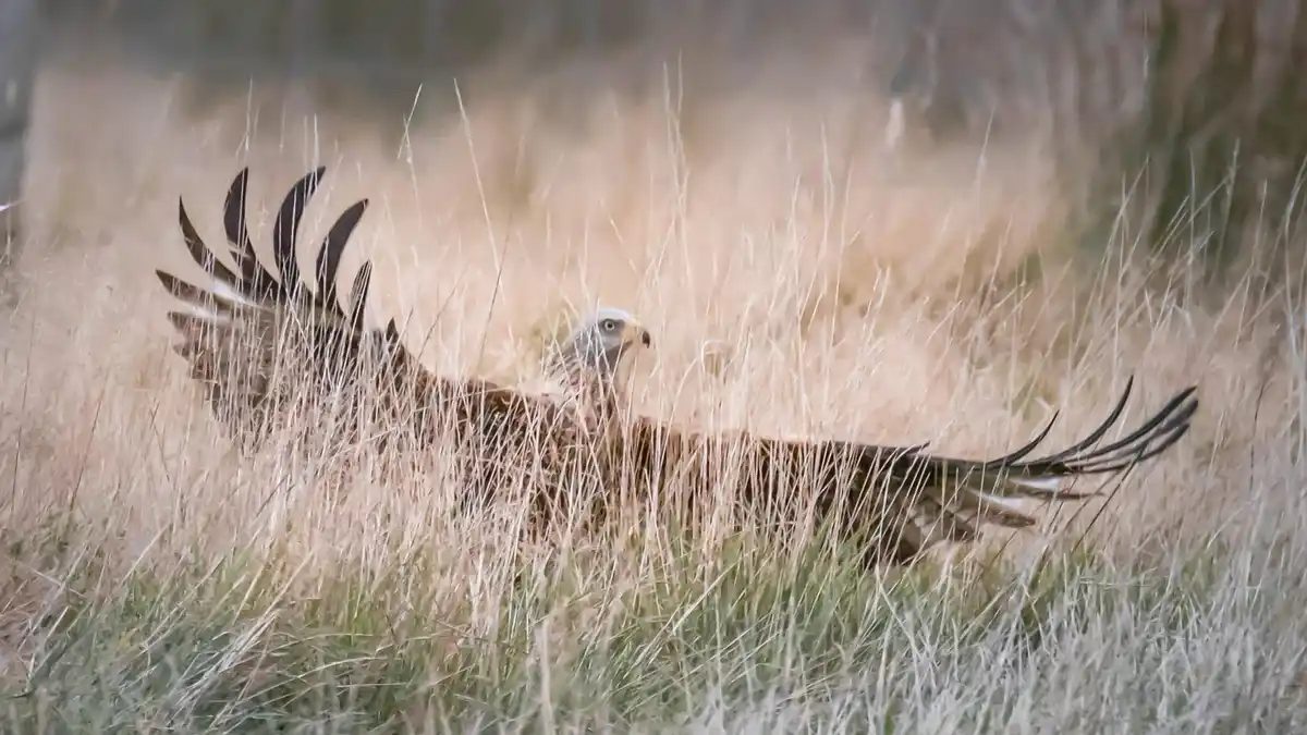 A large bird of prey, likely a red kite, is partially obscured by tall, dry grass, with its wings spread wide as if…