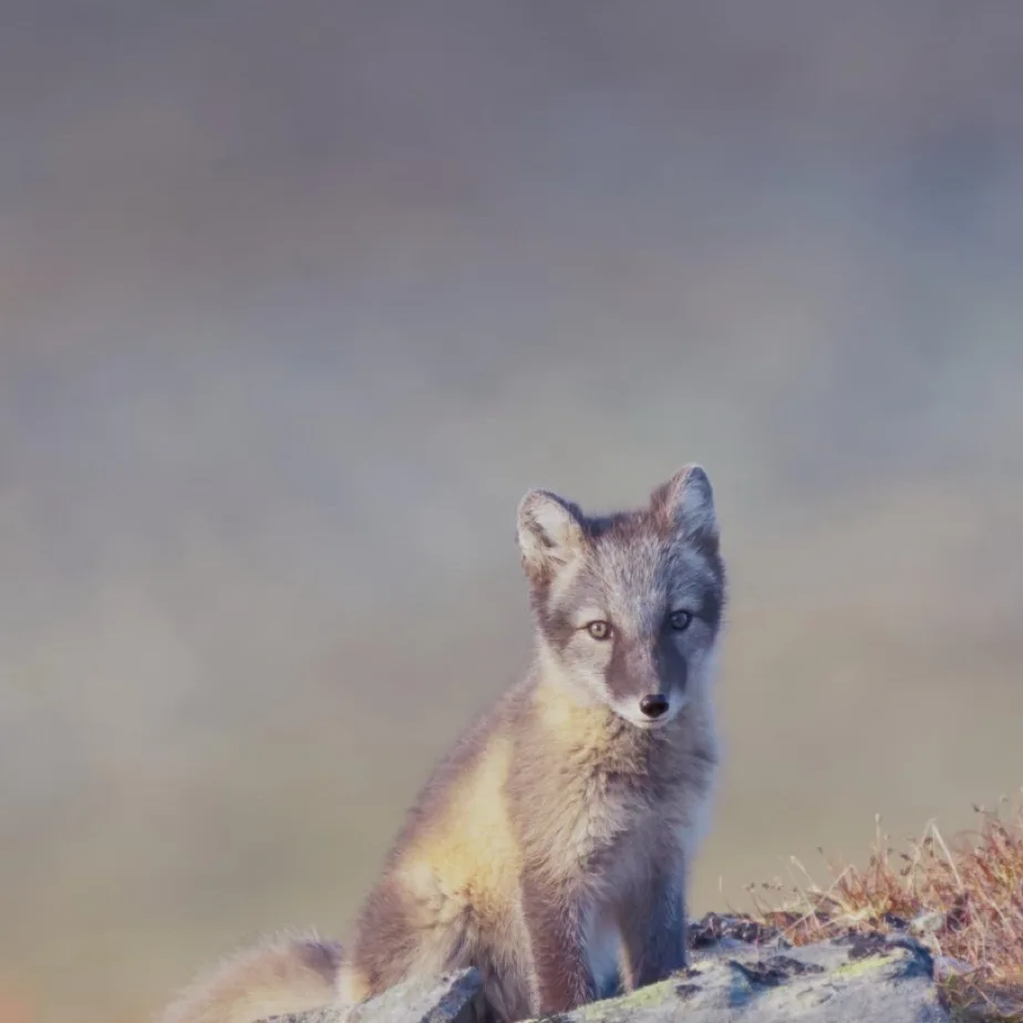 Adorable Arctic Fox Cub in Action
