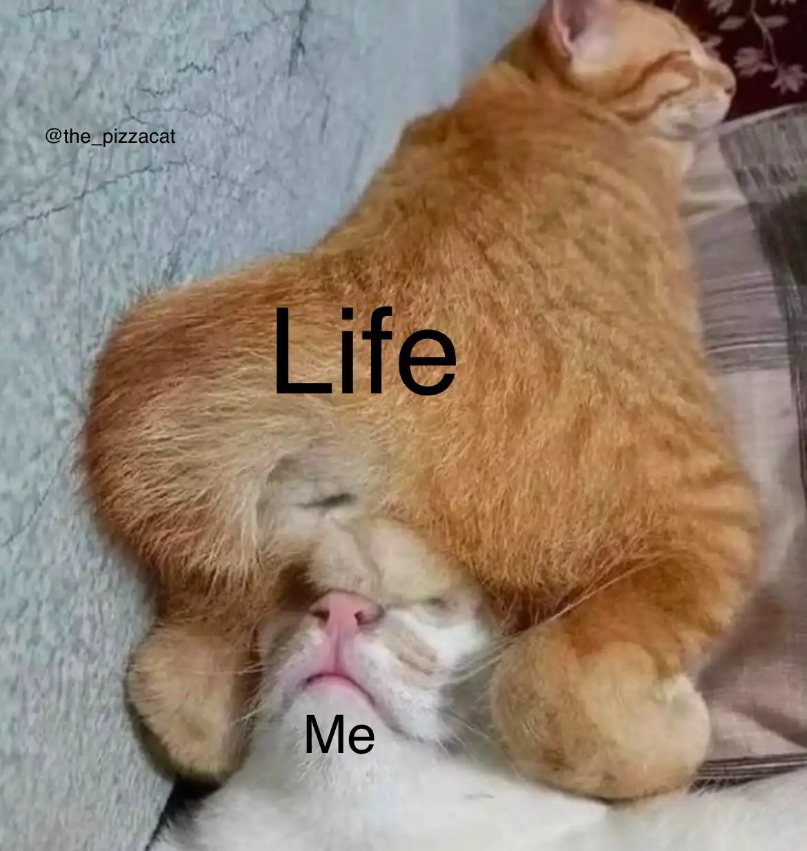 An orange tabby cat is lying on top of a white cat, completely covering its face and body. The orange cat is labeled 'Life'…