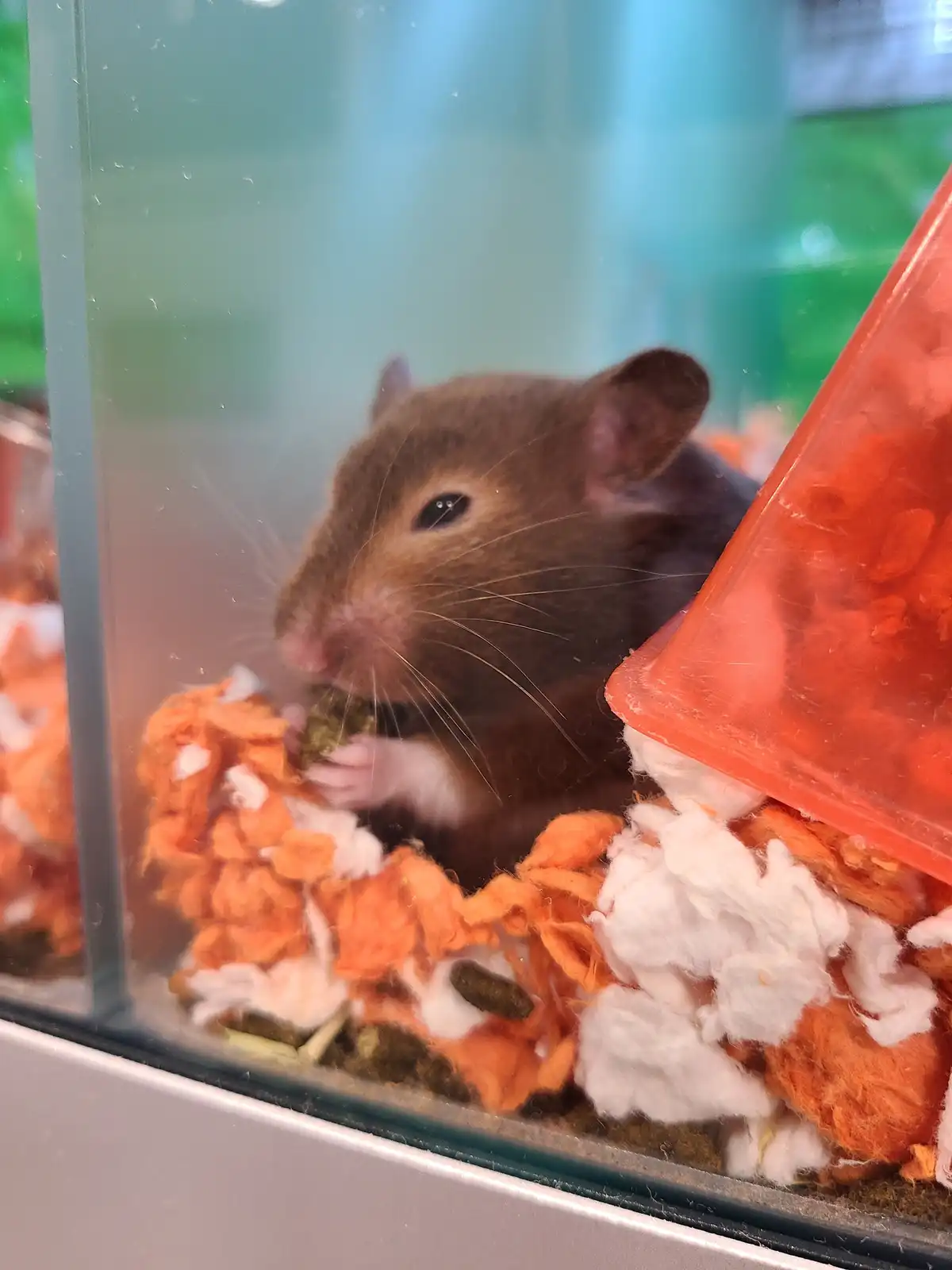 A brown rat is seen inside a glass enclosure, holding a small green pellet with its front paws and nibbling on it. The…
