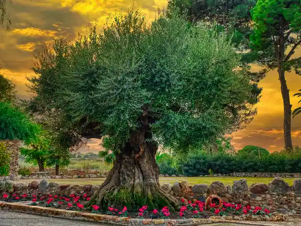 A majestic, ancient olive tree with a thick, gnarled trunk and lush green canopy stands in a landscaped garden at sunset…