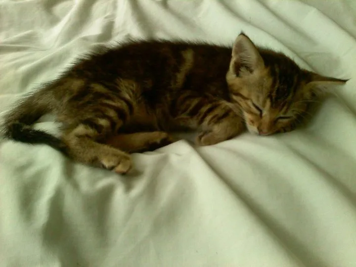 a small tabby kitten curled up and sleeping soundly on a white bedsheet. The image has text overlaid that reads 'i'm not…