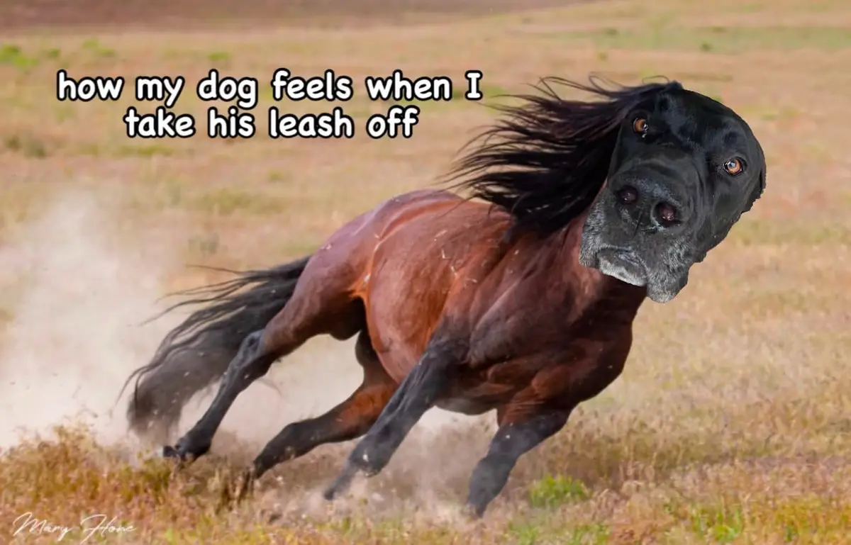 A brown horse gallops freely across a dry grass field, kicking up dust, with a black dog's head superimposed on its body…
