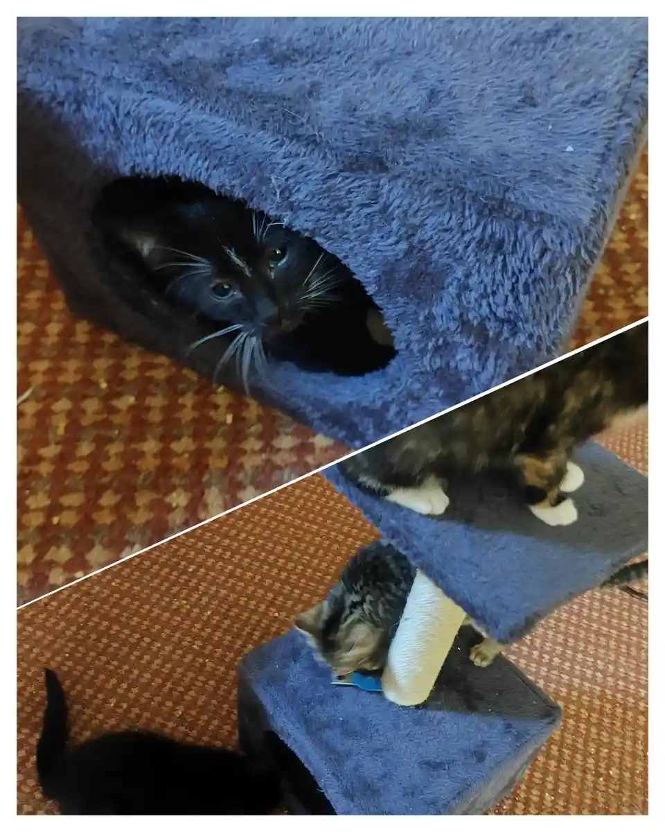 Under Siege by Mischievous Little Rascals :)