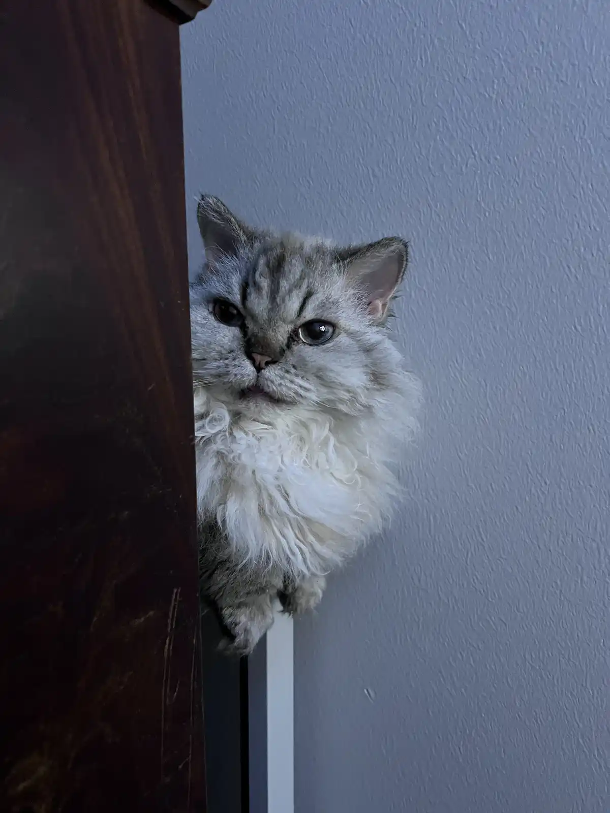 A fluffy, silver tabby cat with a white ruff peeks out from behind a dark wooden door frame, looking directly at the camera…
