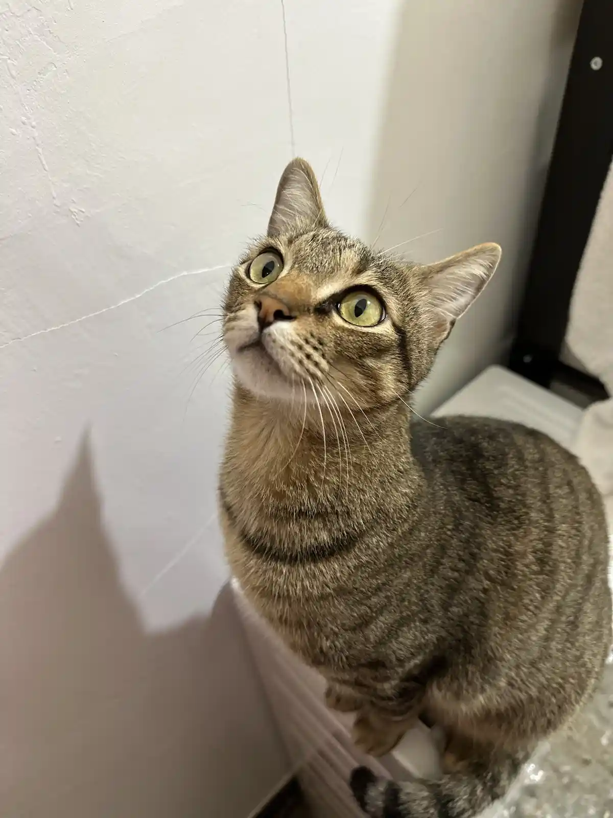 A tabby cat with wide, startled green eyes looks upward with a fearful expression, its body tense and ears perked. The…