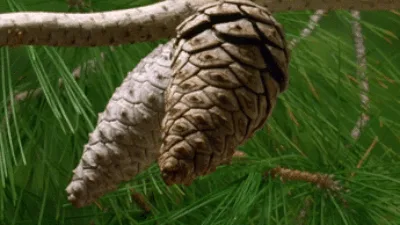 Cheer for the Pinecones!