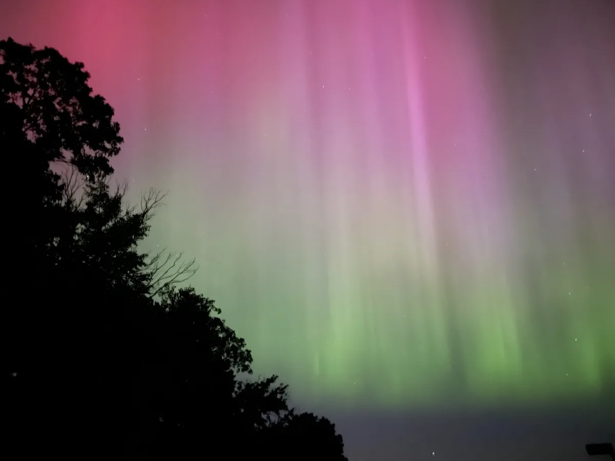 A night sky displays vibrant pink and green auroras with vertical streaks of light, framed by the dark silhouette of tree…