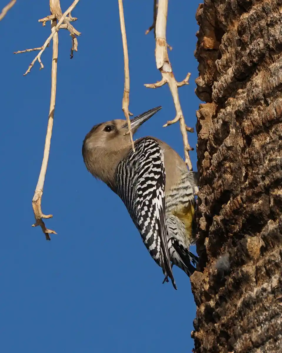 A woodpecker with black-and-white striped wings and a brown head clings to the rough bark of a tree trunk against a clear…