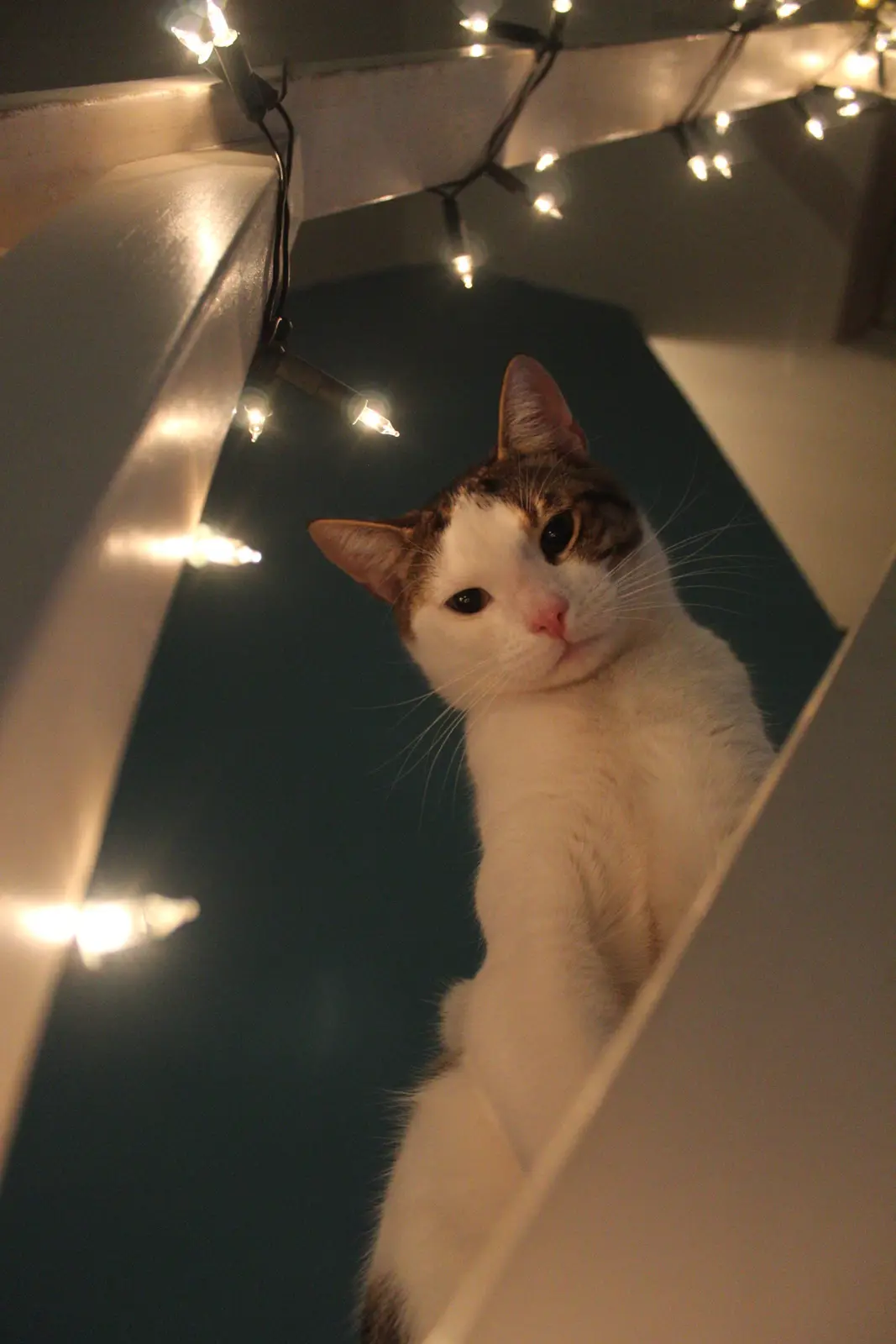 A white and brown cat with a calm, slightly smug expression peers down from a high vantage point, framed by warm string…