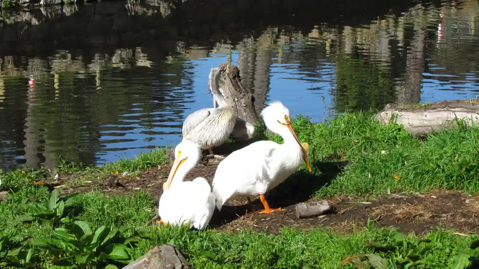 Three white pelicans stand near a grassy pond edge, one preening its feathers while another looks toward the viewer. The…