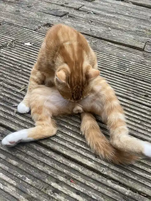An orange tabby cat with white paws is sitting on weathered wooden decking, deeply bent over and licking its front paw as if…
