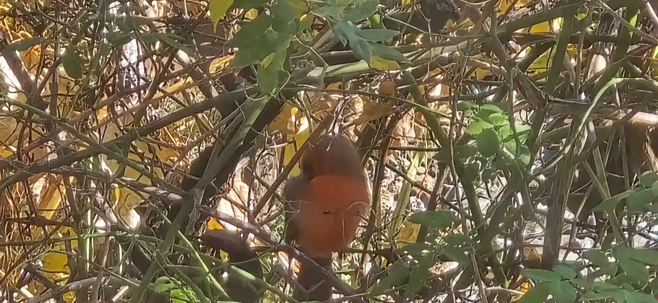 A small reddish-brown bird is perched among dense green and brown branches and leaves, partially obscured by the foliage…