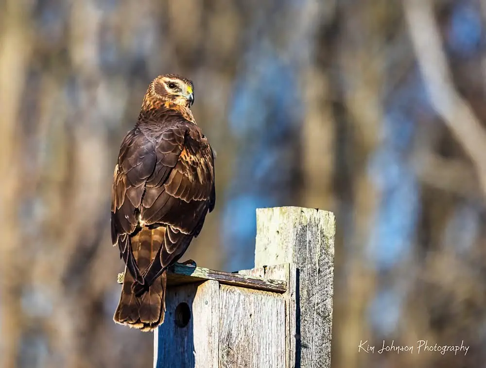 A brown hawk with a yellow cere perches alertly on a weathered wooden post, its body angled slightly away from the camera…
