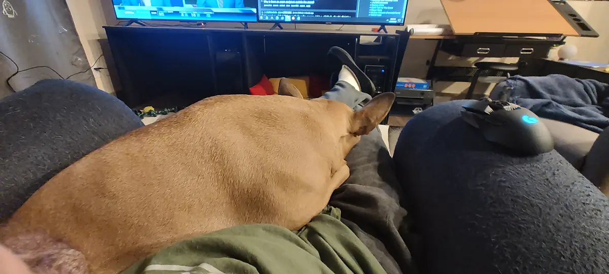 A tan dog is sleeping on a person's lap on a couch, with the person's legs visible and a gaming mouse on the couch armrest…