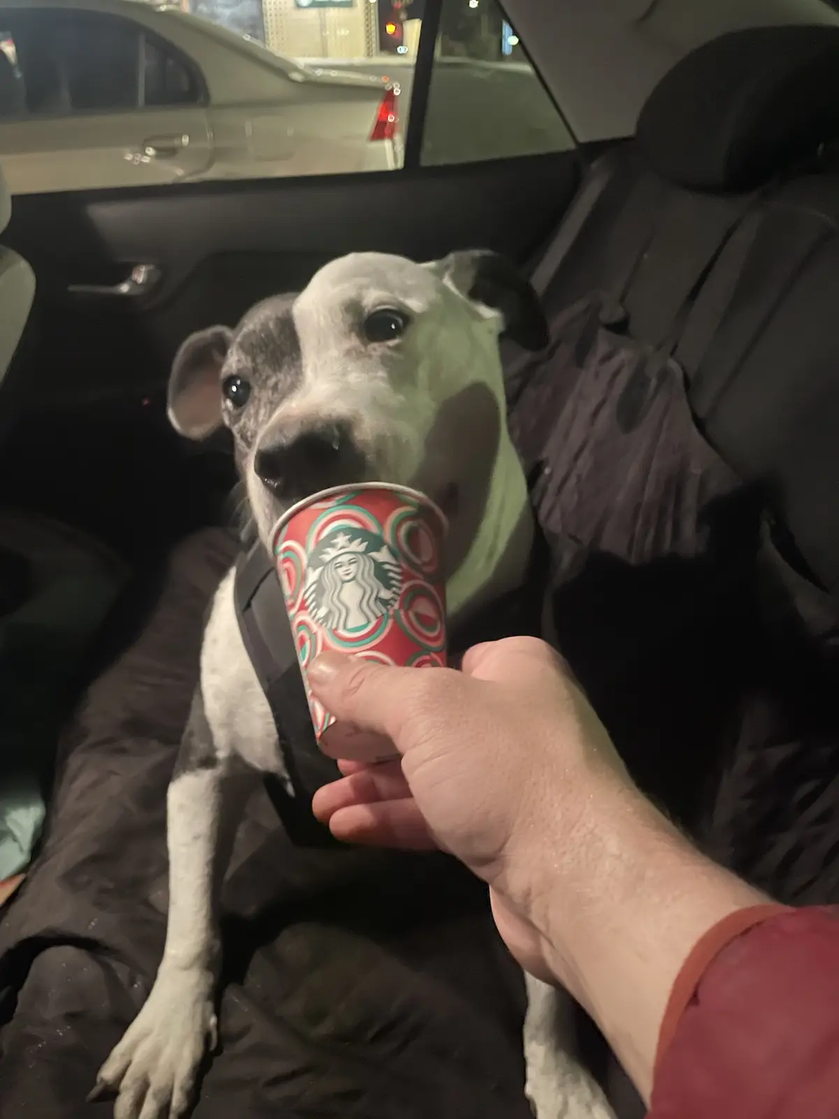 A white and gray dog wearing a black harness sits in the backseat of a car at night, looking at the camera while holding a…
