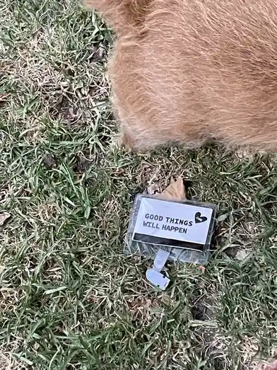 A small white card with black text reading 'GOOD THINGS WILL HAPPEN' and a heart logo is stuck in grass next to the fluffy…