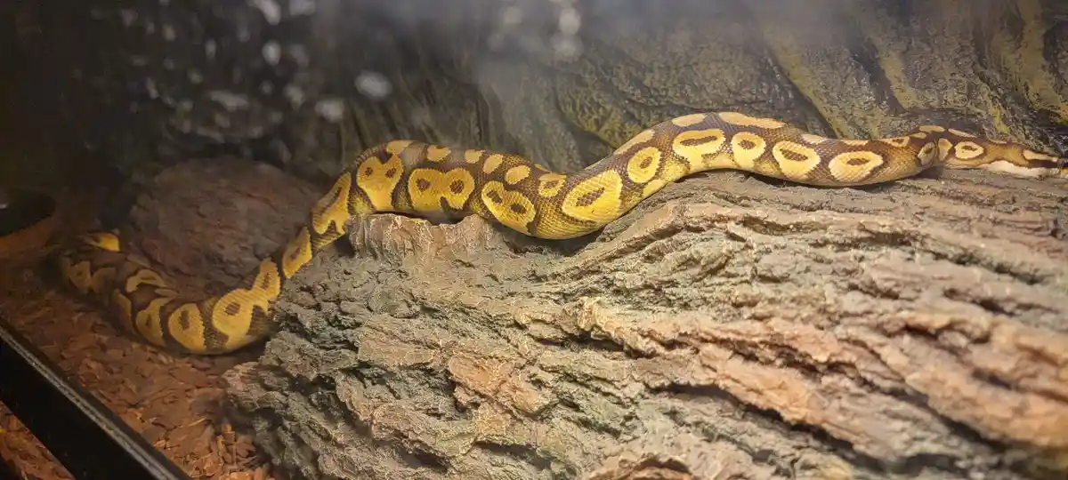 A yellow and brown patterned ball python rests on a textured log inside an enclosure with wood chips and rock-like…
