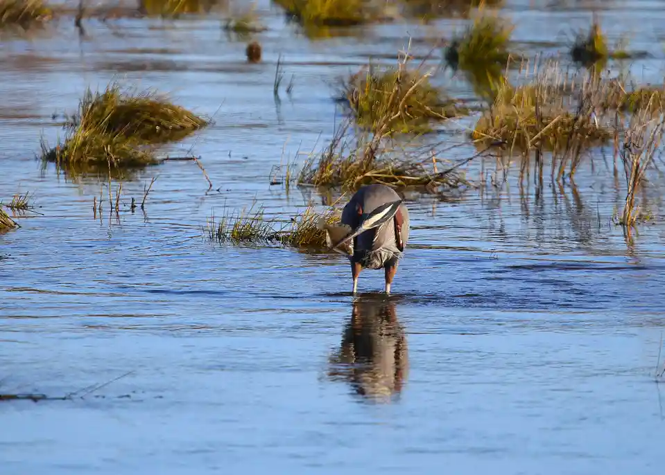 A grey heron stands in shallow water holding a fish in its beak, surrounded by reeds and reflecting in the water. The…