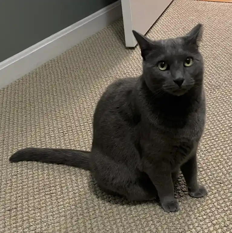 A gray cat sits on a beige carpet, looking directly at the camera with a serious, unimpressed expression. The overlaid text…