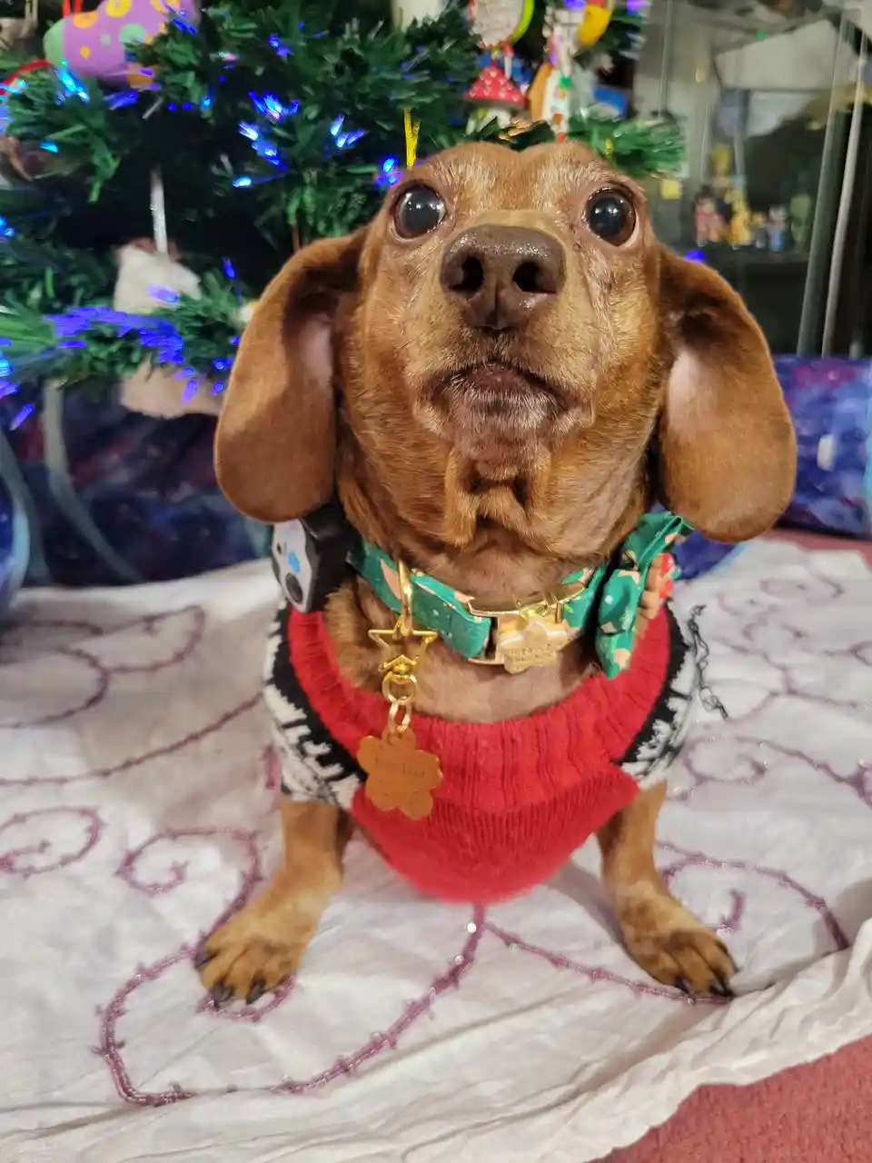 A brown dachshund with large, expressive eyes stares directly at the camera while wearing a red and black knitted sweater…