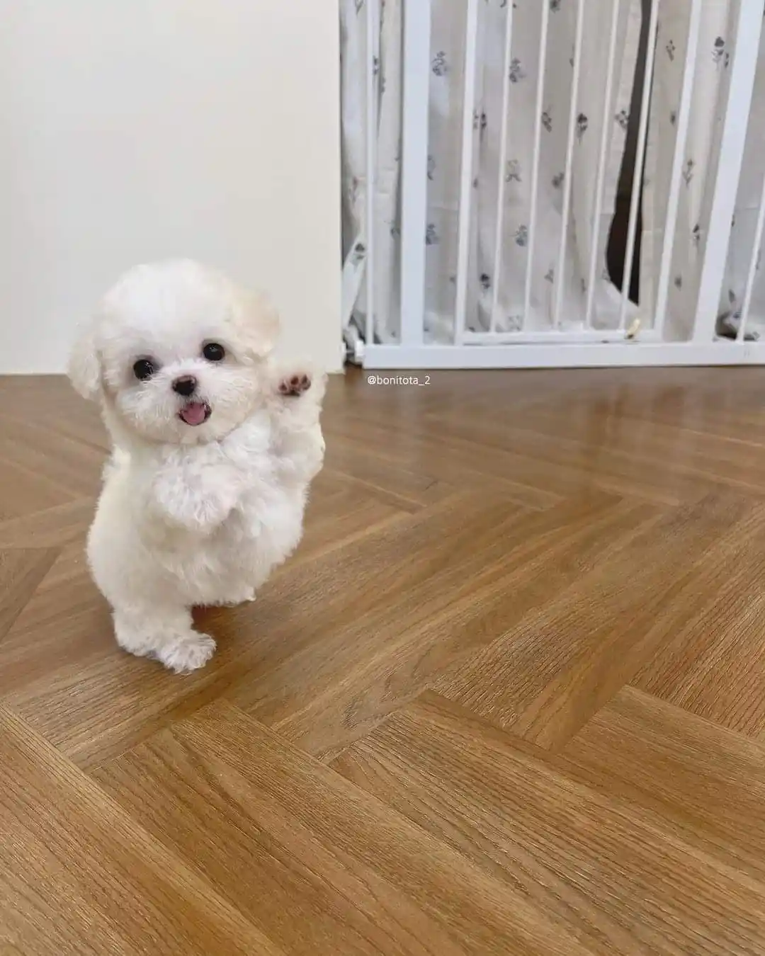 A small, fluffy white puppy stands on its hind legs on a wooden floor, raising one paw as if waving. Its tongue is sticking…