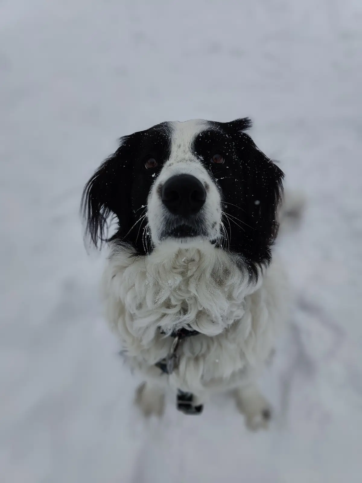 A black and white dog with snowflakes on its fur and face looks up at the camera from a snowy landscape. The dog's…
