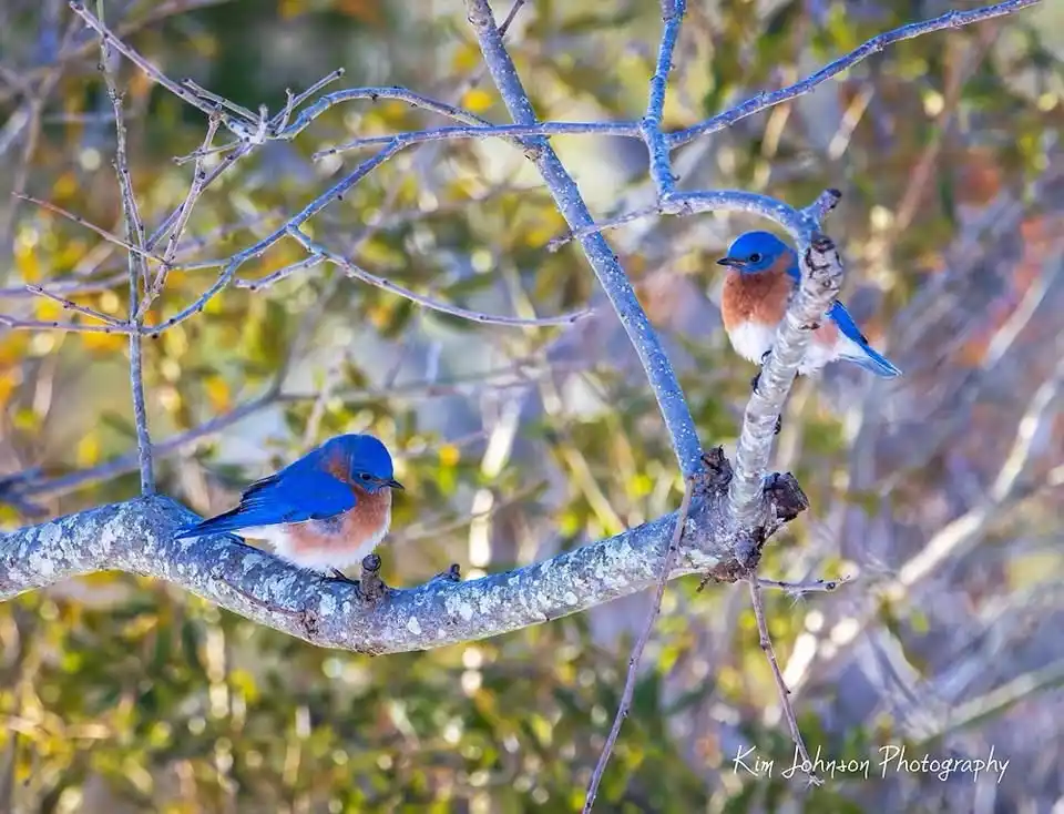 Two bluebirds with blue heads and backs and rusty-orange chests perch on tree branches against a blurred autumnal…