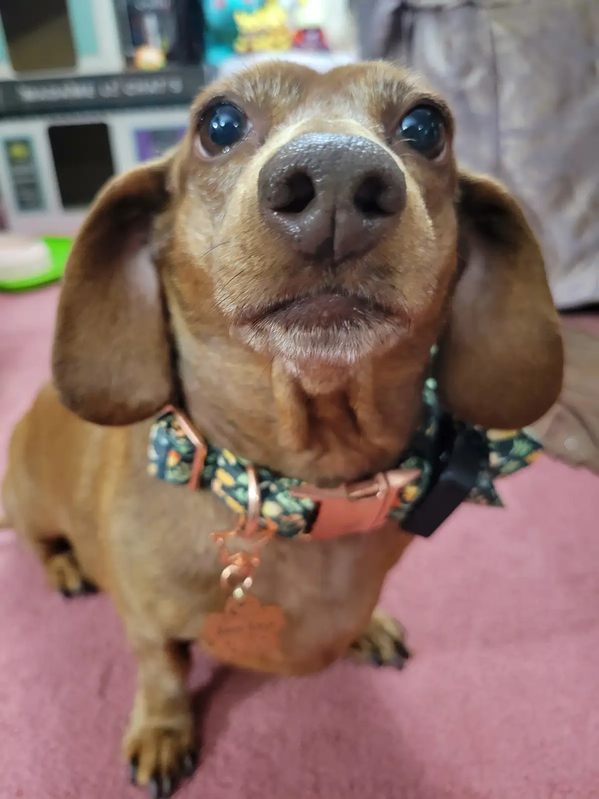 A close-up photo of a brown dachshund looking directly at the camera with large, expressive eyes and floppy ears, wearing a…