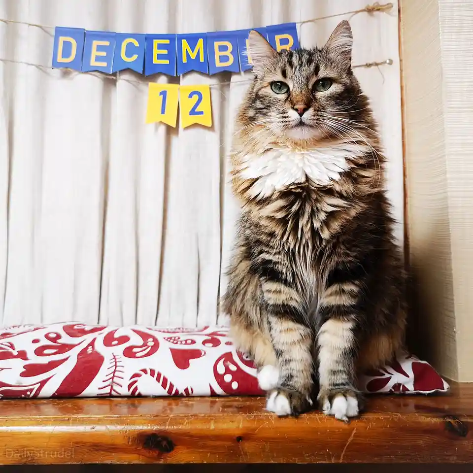 A fluffy tabby cat with green eyes sits regally on a wooden surface atop a red and white patterned cushion. Behind it, a…