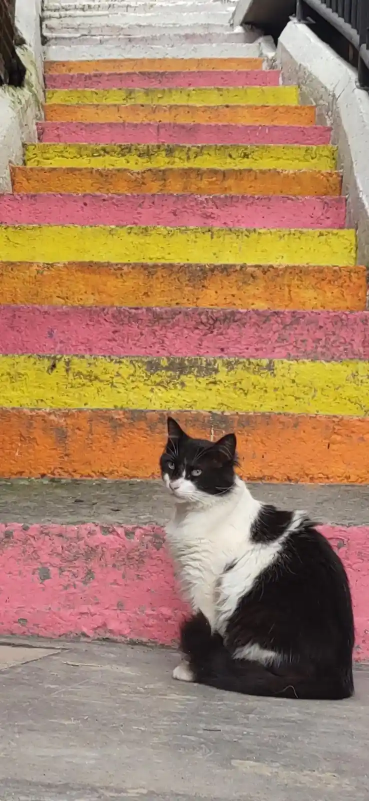 A black and white cat sits on a gray concrete landing in front of a set of stairs painted in alternating bright pink…