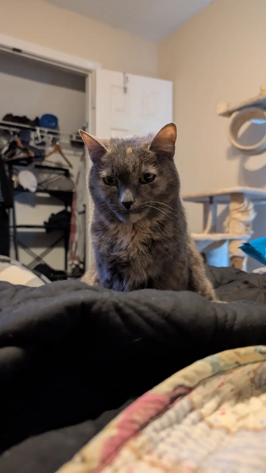 A gray cat with a stern, unimpressed expression sits on a dark blanket in a bedroom, looking directly at the camera. In the…