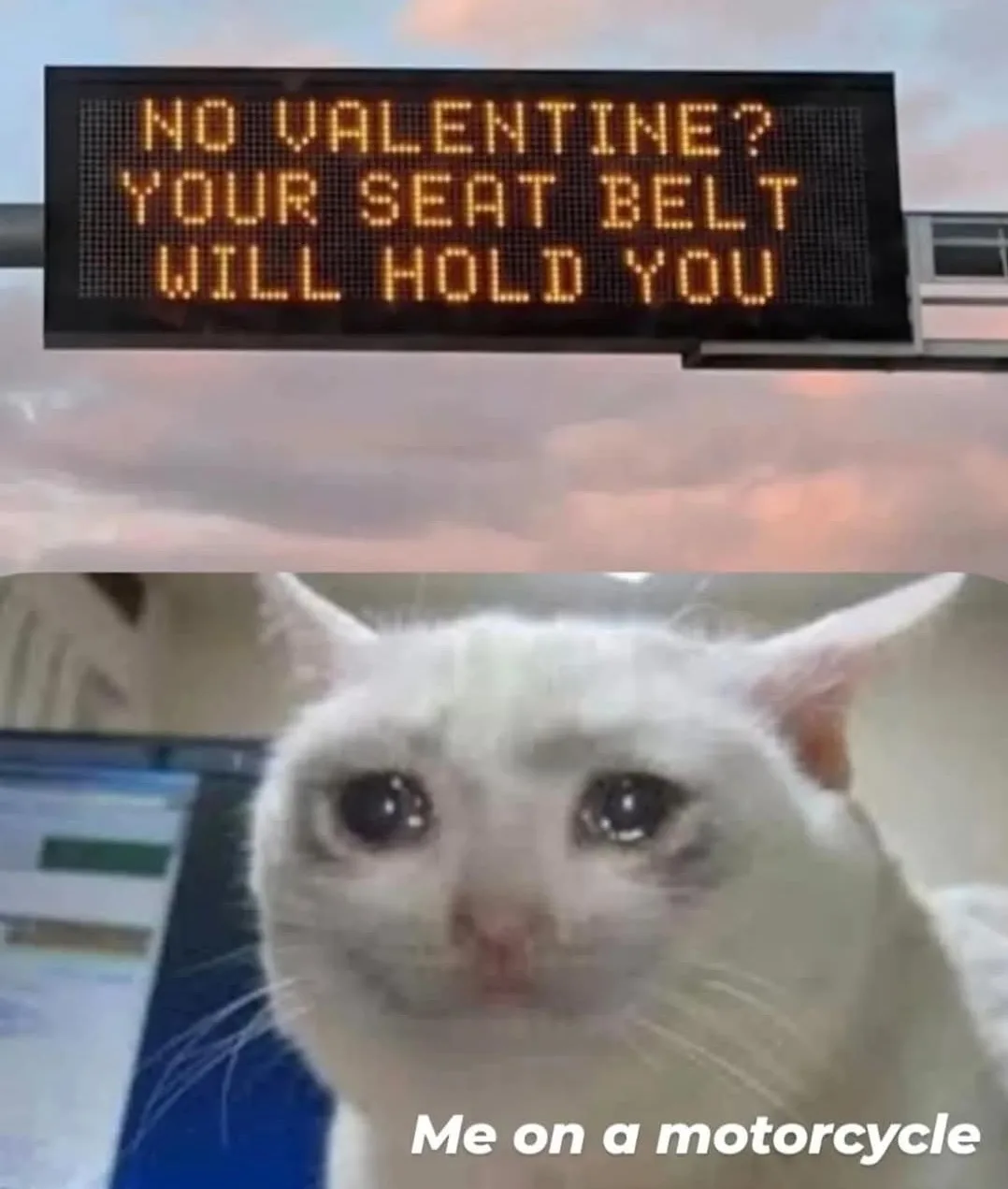 An image of a white cat with large, sad eyes looking at the camera, with text overlaid that reads 'Me on a motorcycle'…