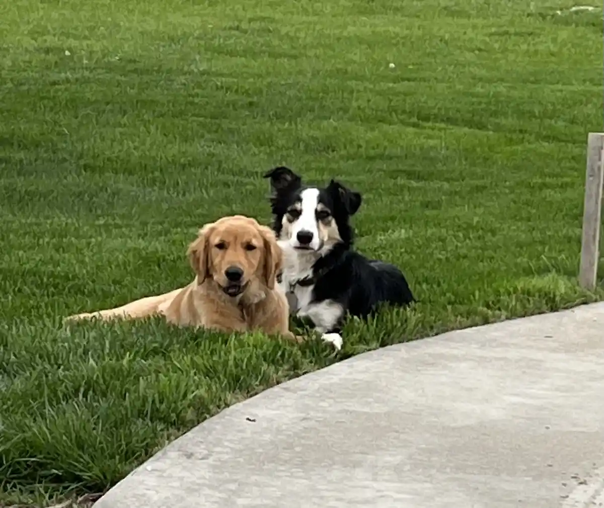 Two dogs, a golden retriever and a black-and-white border collie, are lying side-by-side on a green lawn next to a concrete…